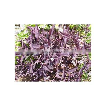 Setcreasea purpurea S. pallida Purple Heart