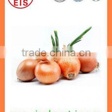 2016 BUlk MARKET PRICE Fresh Yellow Onion photo-4