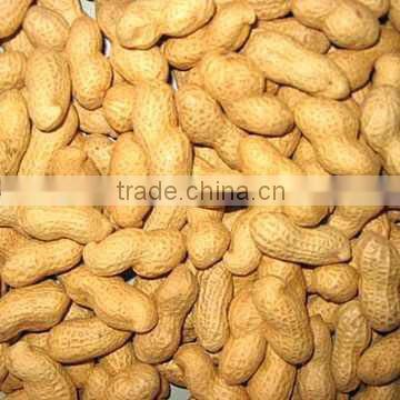 top quality raw washed peanut in in shell