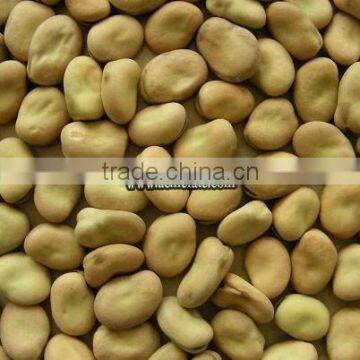 Dry Broad Bean WIth Shell Horse Bean photo-5