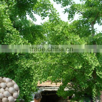 Hot Sale Ginkgo tree seed for growing