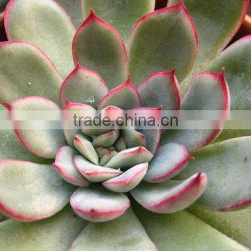 Echeveria Pulidonis of Succulent Plants