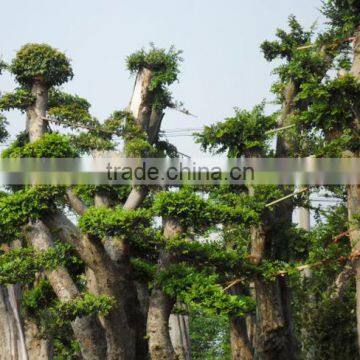 Outdoor Plant Ulmus Pumila Seedling