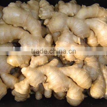 2016 Fresh Ginger photo-5