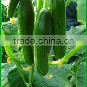 MCU07 Huangbi green fruit kind cucumber seeds, cucumber hybrid seeds for planting