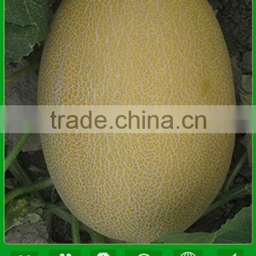 JSM09 Baihua hybrid hami melon seeds f1, Cantaloupe melon seeds