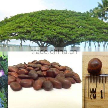 Indian Rain Tree ornamental Seeds Samanea saman Rajasthan Asia