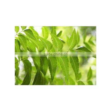 Neem Oil Suppliers photo-3