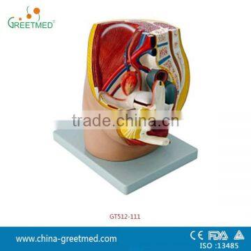 Plastic Male Female Pelvis Anatomical Model photo-2