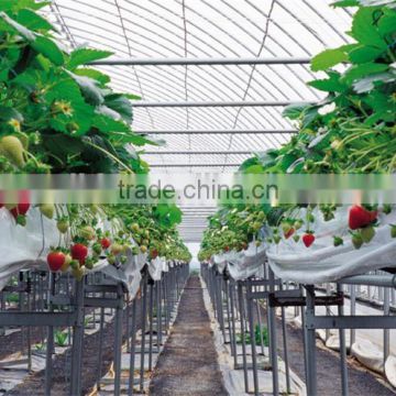 Low cost strawberries agricultural tunnel greenhouse