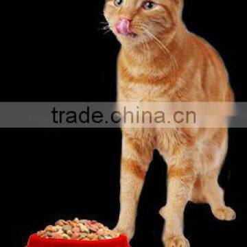 Dry Cat Food Kitten Chicken & Whole Brown Rice Formula photo-4