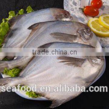Frozen Silver Pomfret Fish photo-3