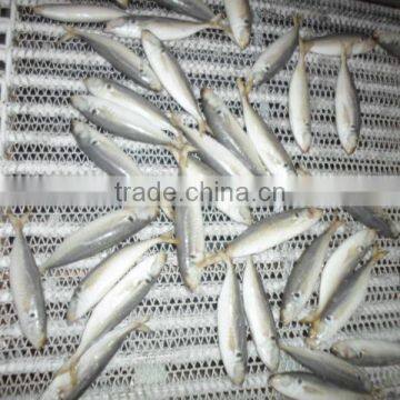 Good Price Frozen Horse Mackerel photo-2