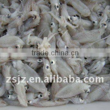 2012 Latest Catching, Fresh quality Frozen Baby Squid