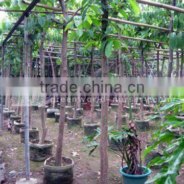 Lagerstroemia speciosa export for sale