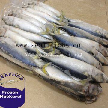 Frozen Mackerel Prices Indian Mackerel Pacific Mackerel photo-2
