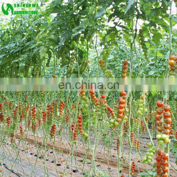 Eggplant Hydroponics and Coconut Cultivation Equipment/Hydroponics Growing Systems photo-2