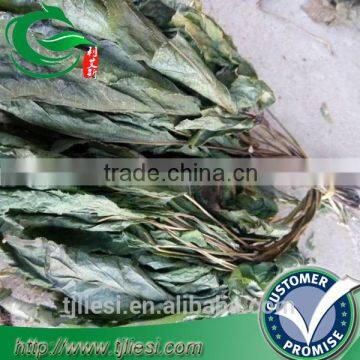 supply ginseng leaf not extract