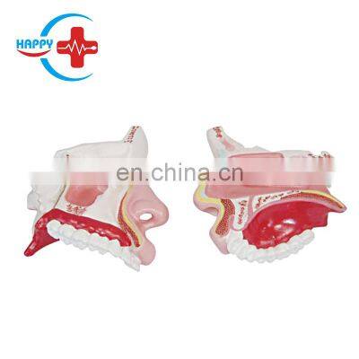 HC-S256 Life -size Human Nasal anatomical model/ Nose Cavity Model, Nasal Cavity Model