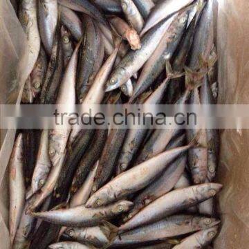 Frozen Pacific Mackerel Japanese Mackerel Fish WR