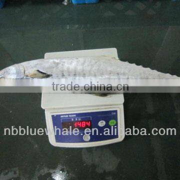 IQF Frozen Whole Round Spanish Mackerel with size 300-500g 500g up