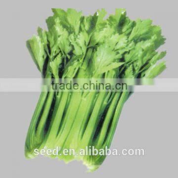 good quality American celery seeds