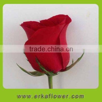 Long steam high quality fresh cut rose flowers wholesale