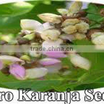 Small Packing Karanja Oil