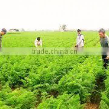 Fresh Carrot - grown and processed by our company