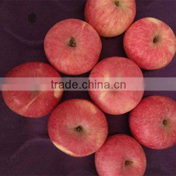 Best Selling Nutritious Apple Fuji Apples Chinese Fuji Apple