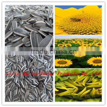 2015 new crop sunflower seeds 0409