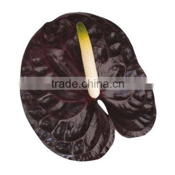 Anthurium Flower & Plants photo-4