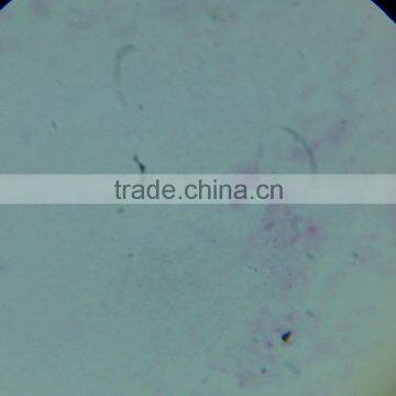 Microslide Hard Bone,Indonesia Prepared Slides photo-5
