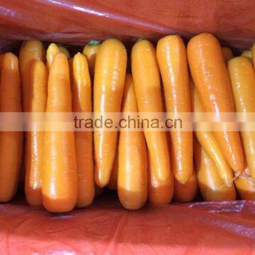 Fresh Carrot for Sales photo-2