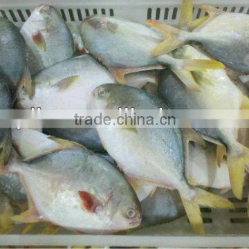 Frozen Golden Pompano photo-2