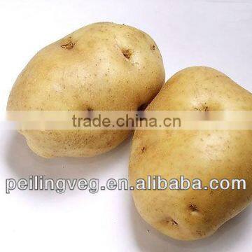 2013 new fresh potato exporter from China