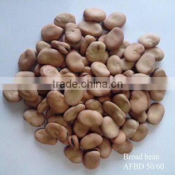 Delicious dry horse beans in shell/fava beans