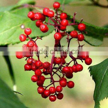 China wild dried mountain ash/rowan (Sorbus pohuashanensis)