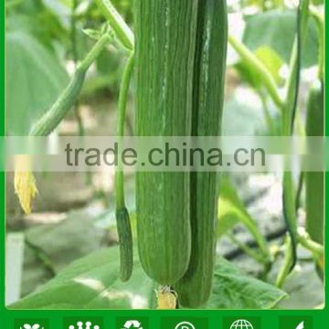 NCU181 Zishao F1 greenhouse cucumber seeds for planting