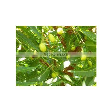 Neem Oil Col Pressed