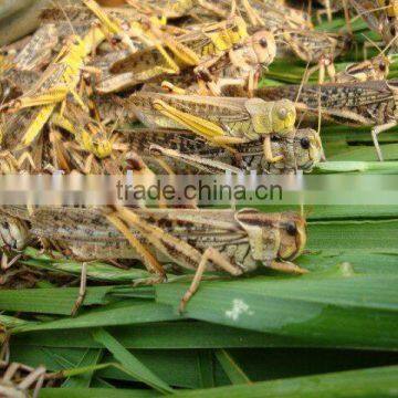 grasshopper bird food