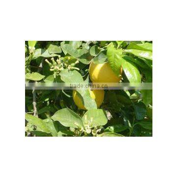 100% Original & Natural Bergamot Oil in India photo-4