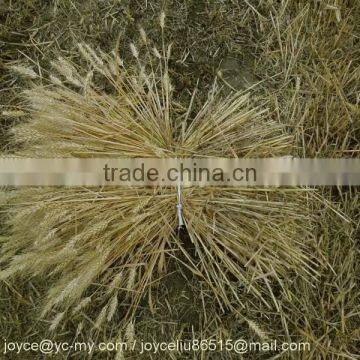 MINGYUE 4GK Grain Reaper Binder photo-5