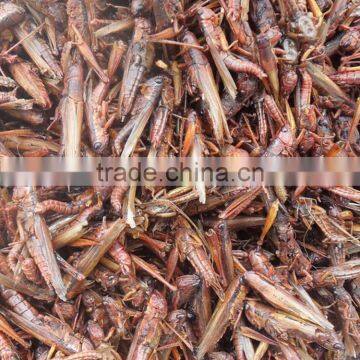 Pet food suppliers dried crickets //dried mealworms //dried grasshopper