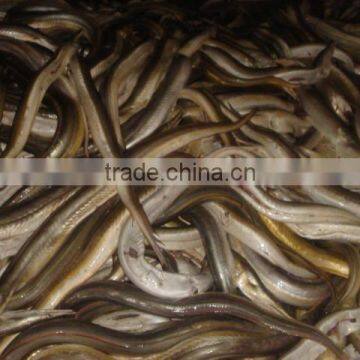 Frozen Eel Fish