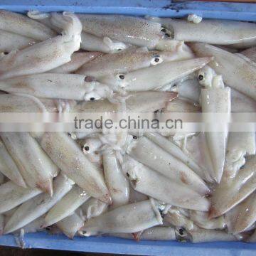 LOLIGO SQUID/ ARROW FISH/ INKFISH/ CALAMARI photo-4