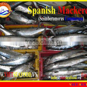 FROZEN SPANISH MACKEREL WHOLE ROUND