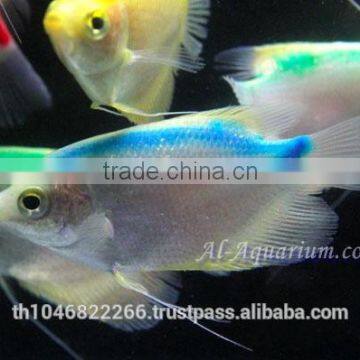 Giant Gourami Mix Color / Aquarium Fish Exporter photo-5