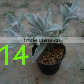 Succulent Plant Kalanchoe Eriophylla ' Snow' photo-3