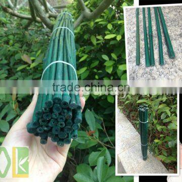 Green Bamboo Dried,round Flower Sticks for Sale photo-3